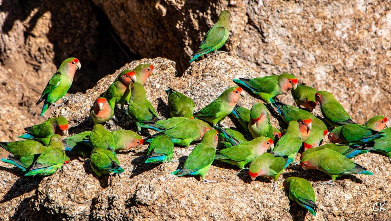 Ondudu Safari Lodge Omaruru Kültér fotó